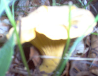 Chanterelle