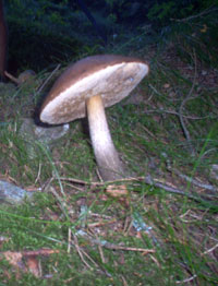 Champignon