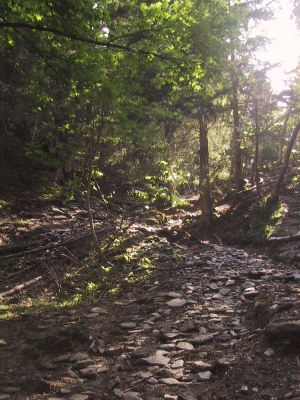 Passage en forêt