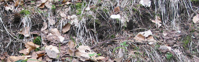 6 morilles au moins sur la photo