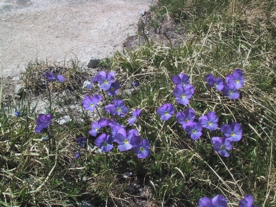 Pensées sauvages sur les massifs de Belledonne