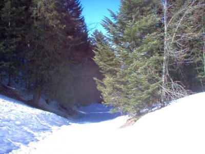 Forêt de sapin