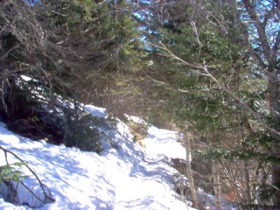 Randonnée entre les sapins