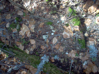 Compter les morilles