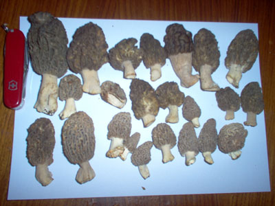 Morilles