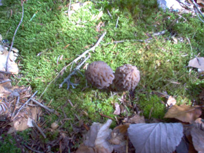 Morilles mousse