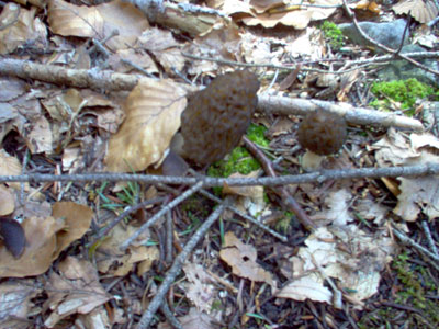 Morilles feuilles