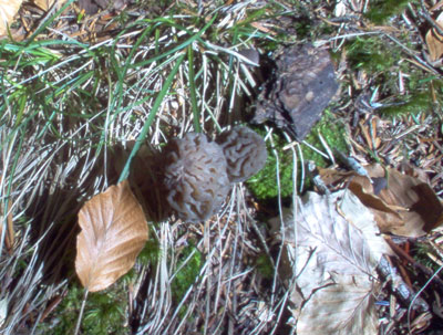 morilles grises