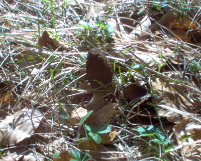 Morilles herbe