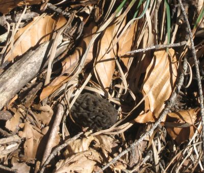Morilles dans les feuilles