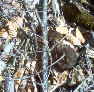 morilles noires